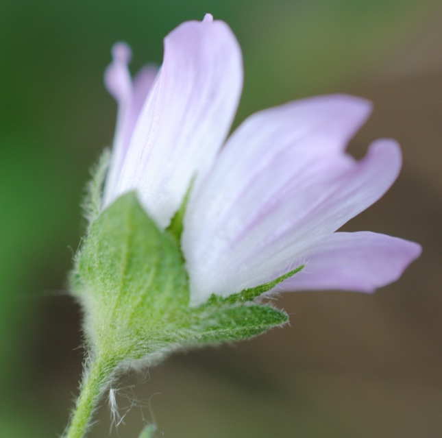 Malva multiflora?